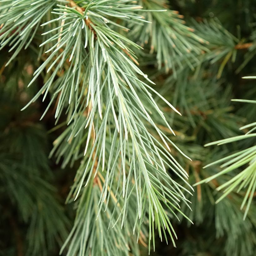 Cedrus deodara Pendula - Himalayan Cedar (Foliage)