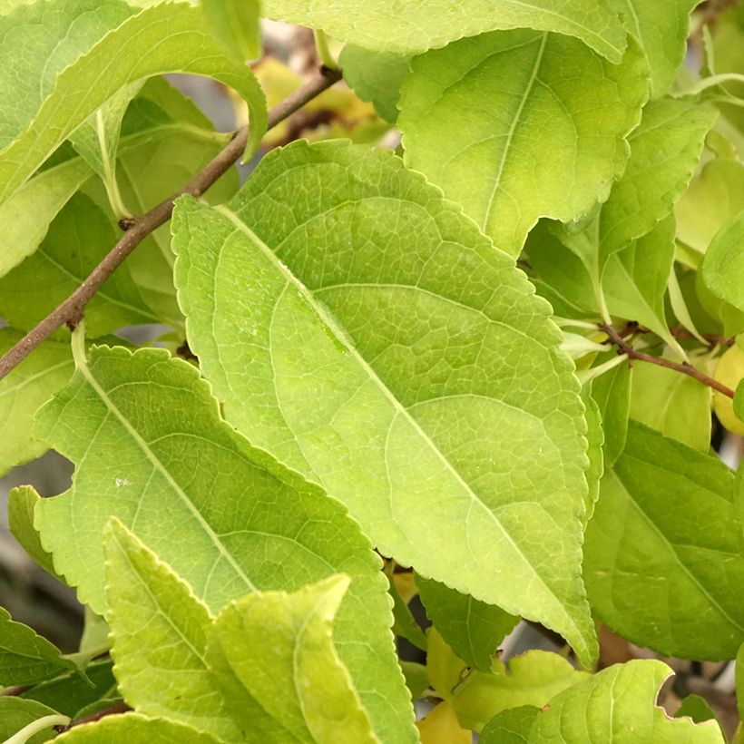 Celastrus orbiculatus Diana (Foliage)