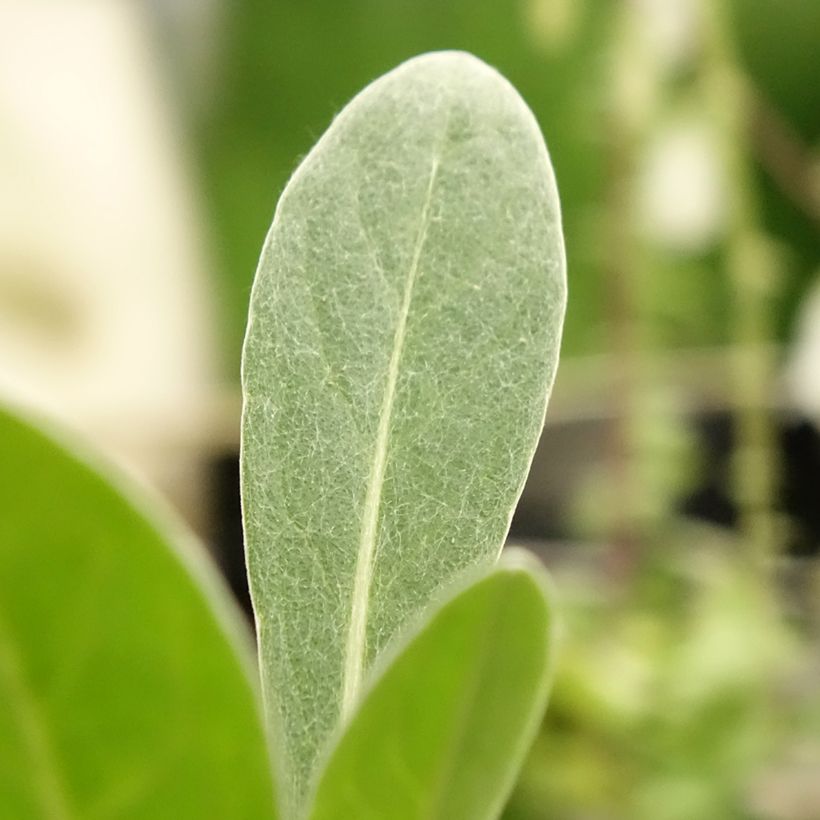 Centaurea montana Caramia (Foliage)