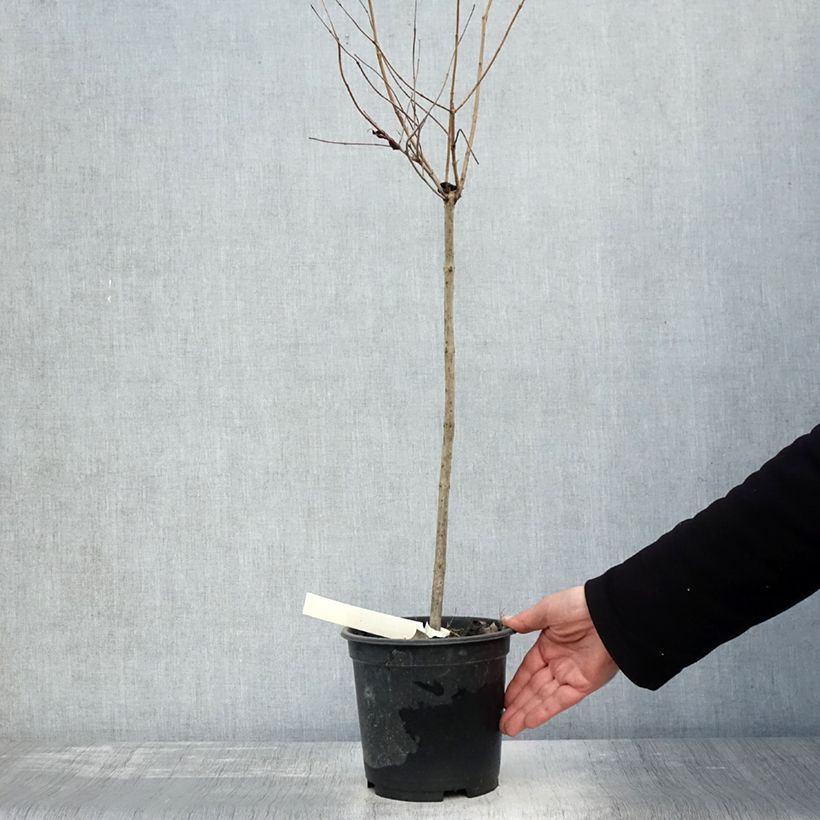 Cephalanthus occidentalis 3L/4L pot sample as delivered in autumn