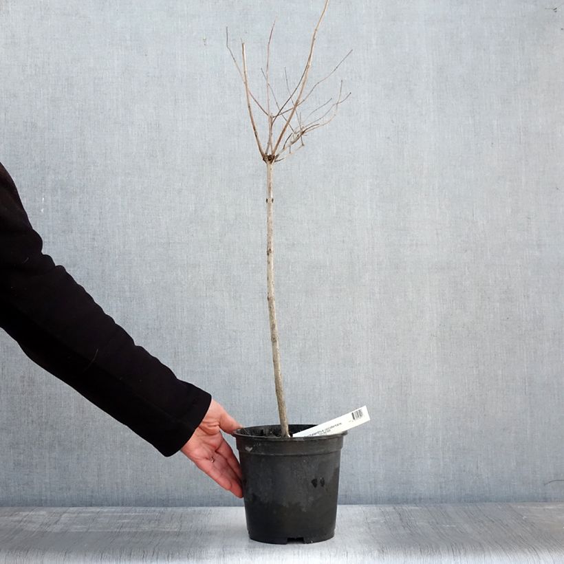 Cephalanthus occidentalis - Bois-bouton Pot de 3L sur tige sample as delivered in winter