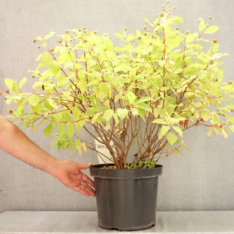 Cephalanthus occidentalis 7.5L/10L pot sample as delivered in summer