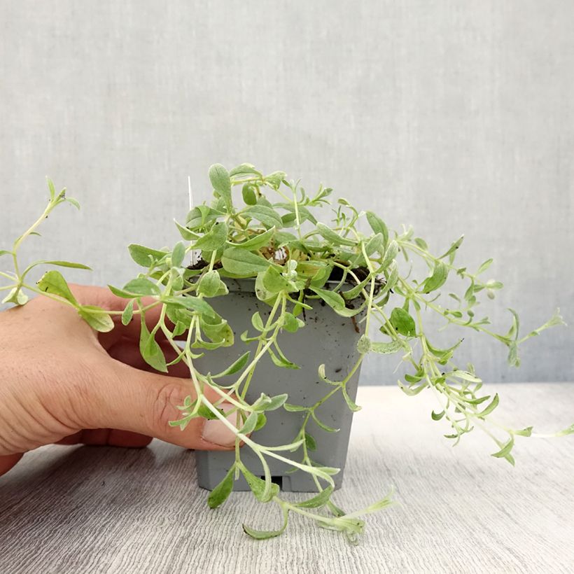 Cerastium biebersteinii 8/9 cm pot sample as delivered in autumn