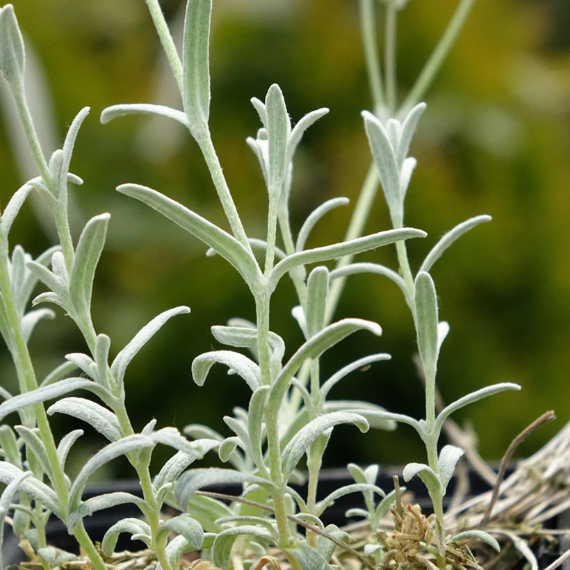 Cerastium tomentosum var. columnae (Foliage)
