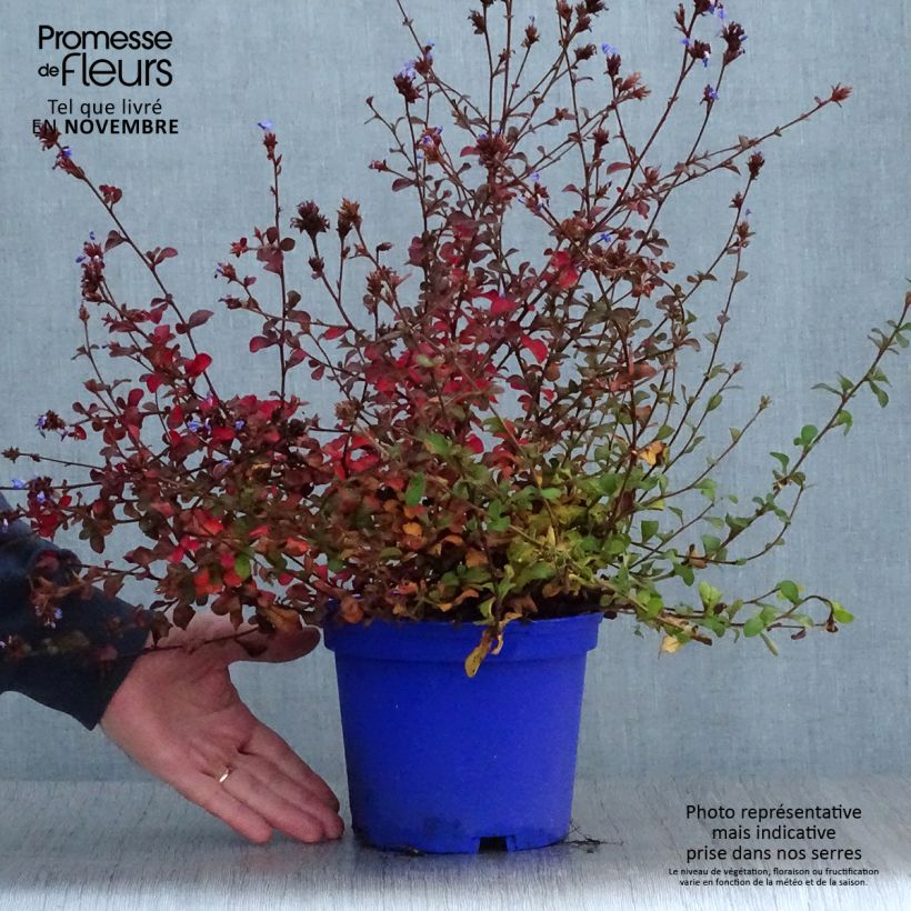 Ceratostigma griffithii 2L/3L pot sample as delivered in autumn