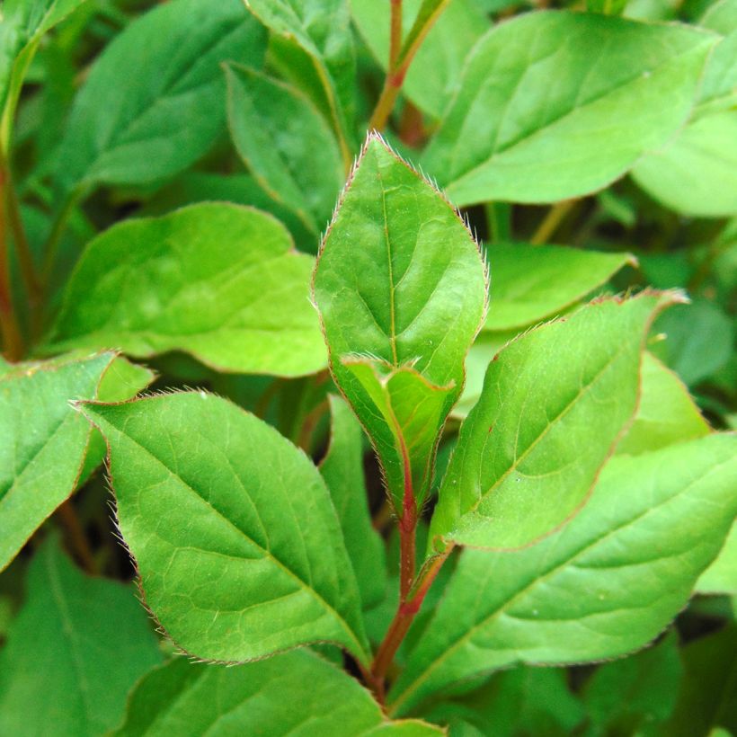Ceratostigma plumbaginoides (Foliage)