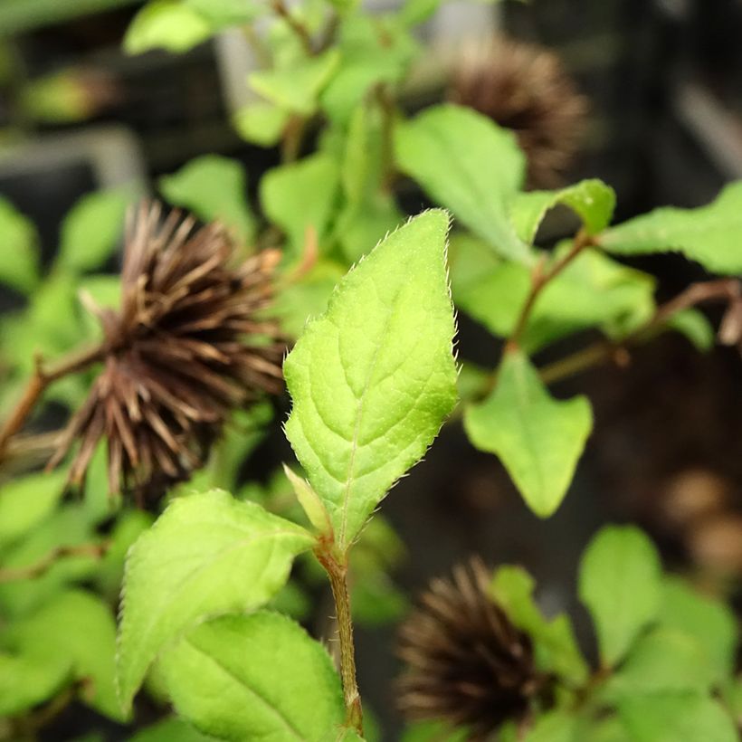 Ceratostigma willmottianum FOREST BLUE (Foliage)