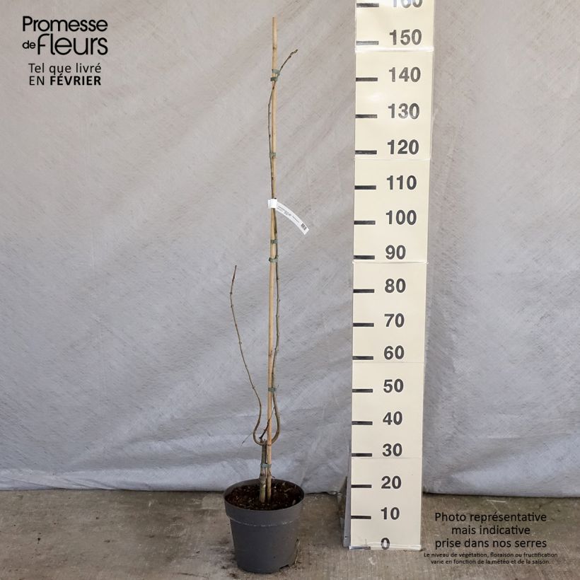 Cercidiphyllum japonicum Pendulum en pot 4L/5L sample as delivered in winter