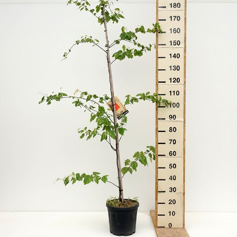 Cercis canadensis Alley Cat - Eastern Redbud 7.5L/10L potShipped height around 120/200cm sample as delivered in spring