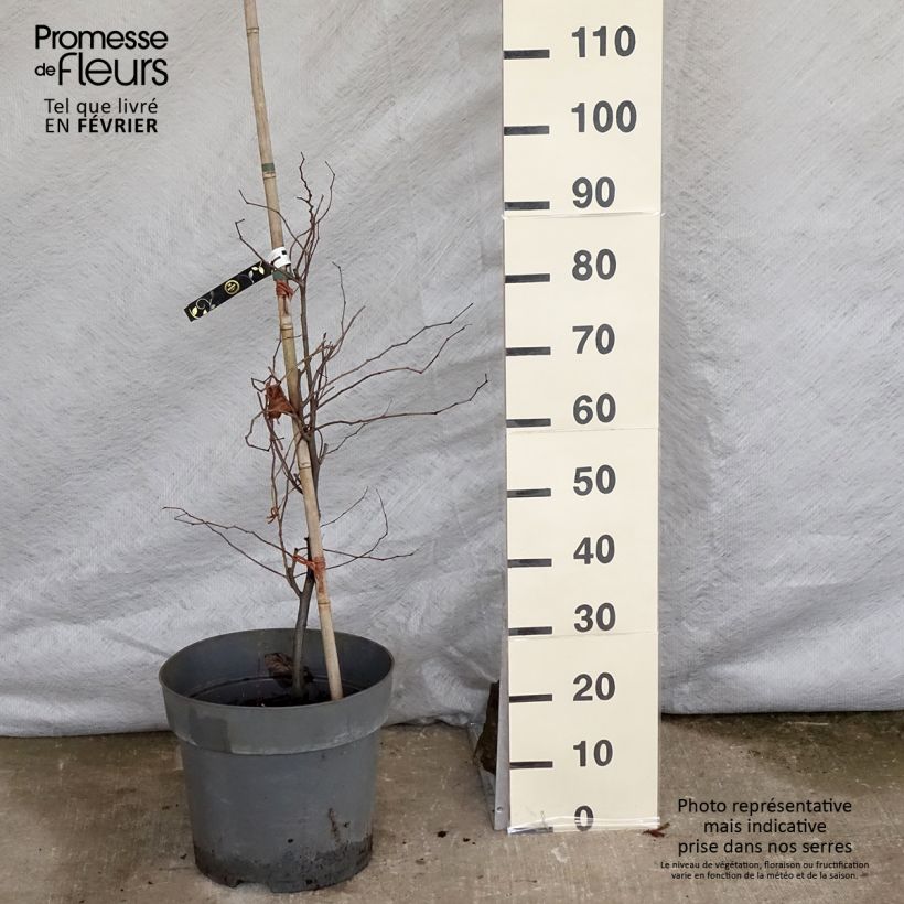 Cercis canadensis Eternal Flame - Gainier du Canada Pot de 16.5L sample as delivered in winter