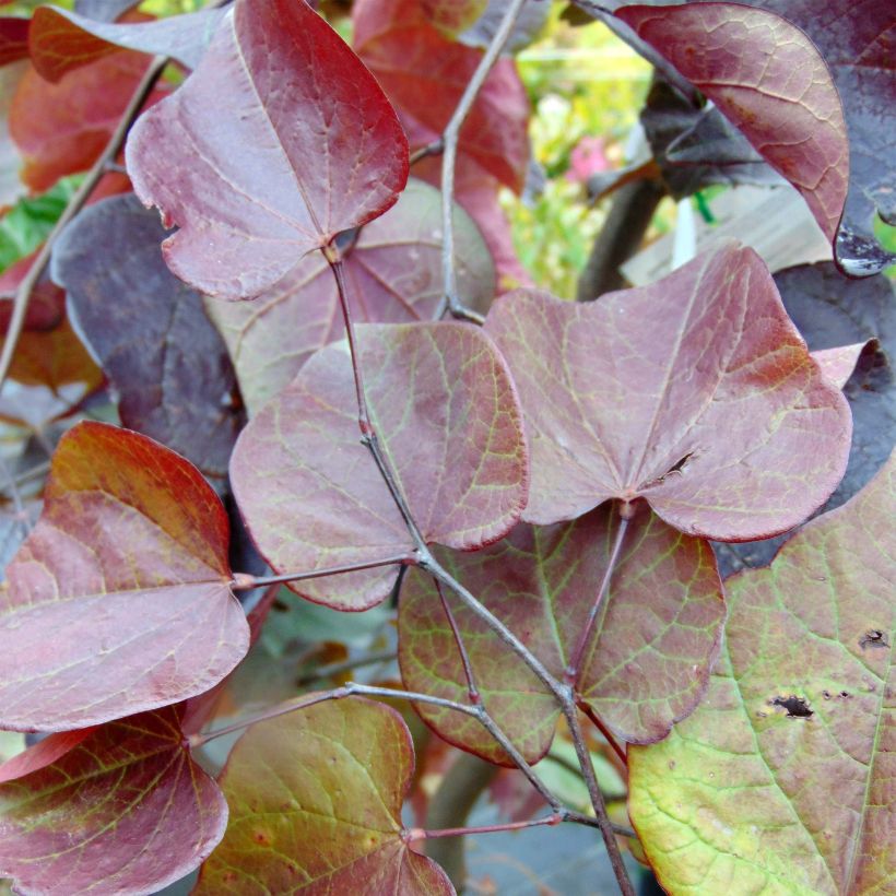Cercis canadensis Forest Pansy - Eastern Redbud (Foliage)