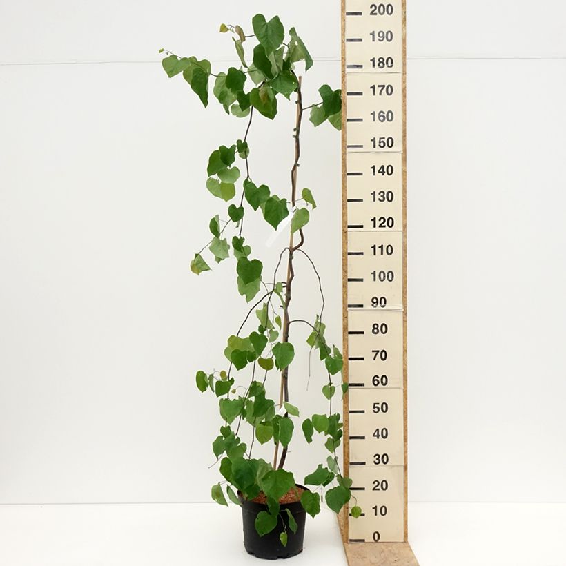 Cercis canadensis Lavender Twist - Eastern Redbud 7.5L/10L potShipped height around 70/100cm sample as delivered in spring