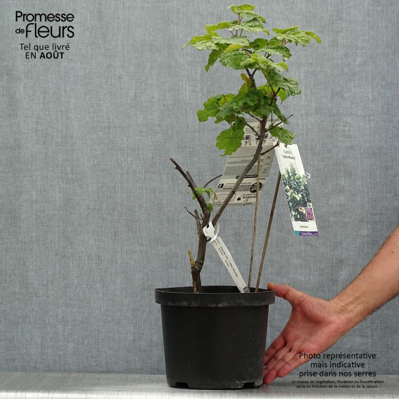 Cercis canadensis Little Woody - Eastern Redbud 3L/4L pot sample as delivered in summer