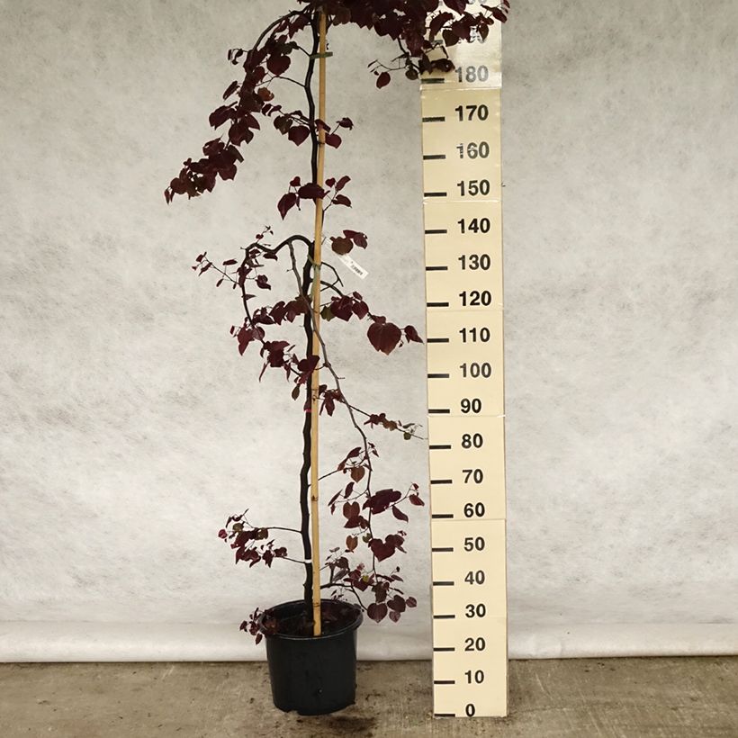 Cercis canadensis Ruby Falls - Eastern Redbud 7.5L/10L potShipped height around 100/+cm sample as delivered in spring