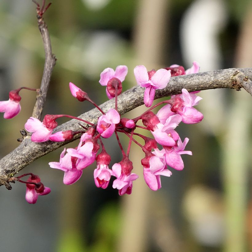 Cercis canadensis Ruby Falls - Eastern Redbud (Flowering)