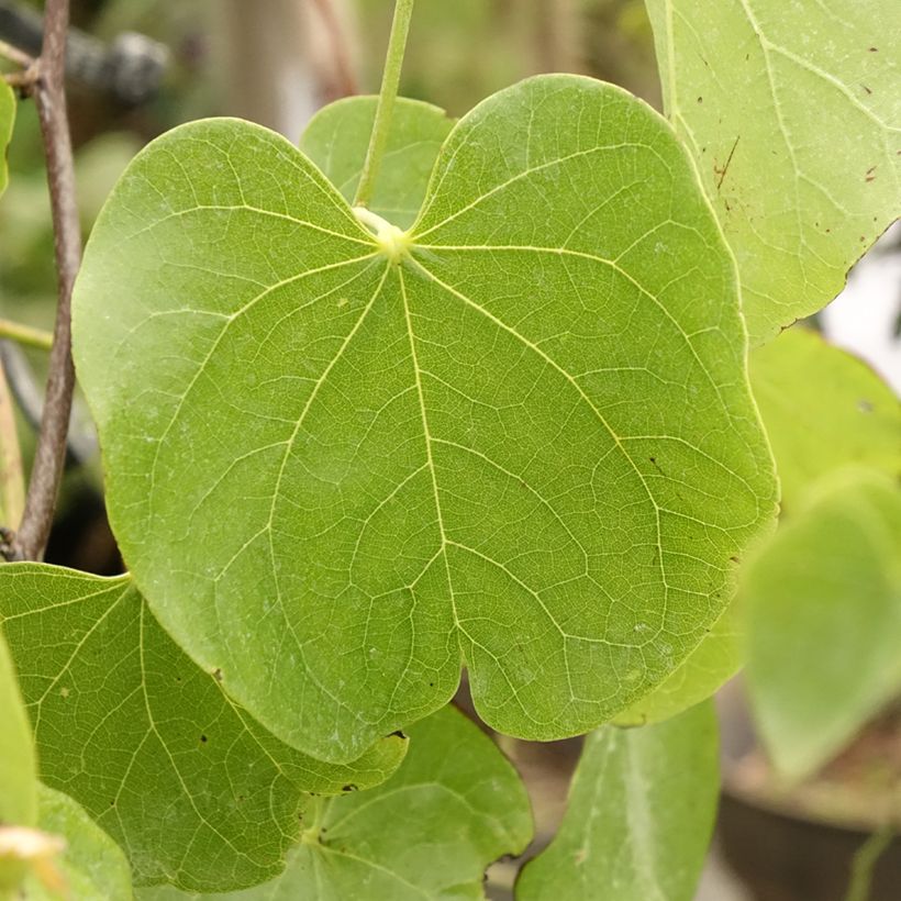 Cercis canadensis subsp. texensis Texas White - Eastern Redbud (Foliage)