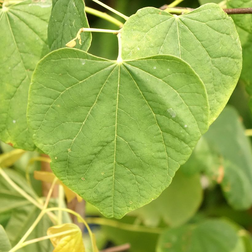 Cercis canadensis The Rising Sun - Eastern Redbud (Foliage)