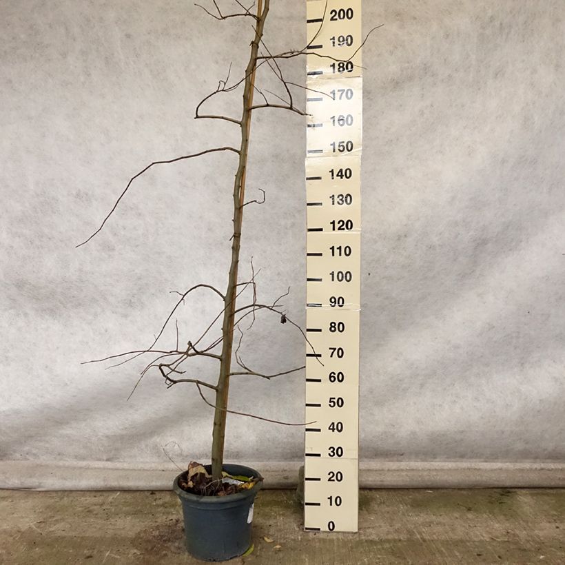 Cercis canadensis Vanilla Twist - Eastern Redbud 7.5L/10L pot sample as delivered in autumn