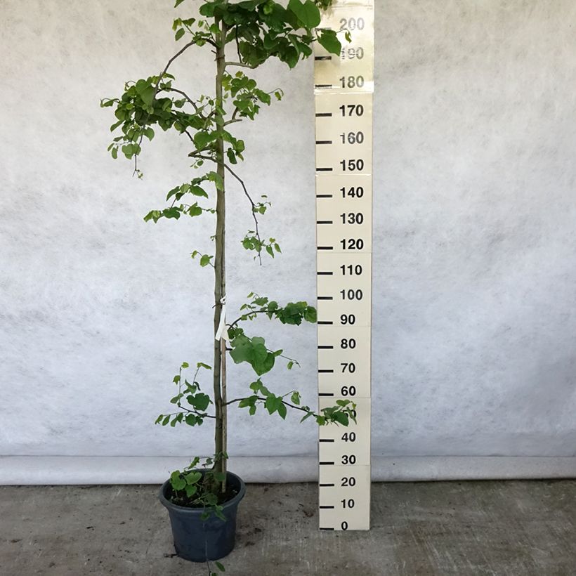 Cercis canadensis Vanilla Twist - Eastern Redbud 7.5L/10L pot sample as delivered in summer
