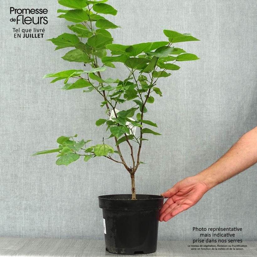 Cercis chinensis Avondale - Chinese Redbud 4L/5L pot sample as delivered in summer