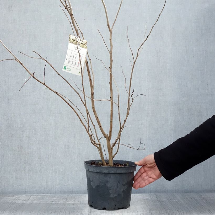 Cercis chinensis Shirobana - Chinese Redbud 4L/5L pot sample as delivered in autumn