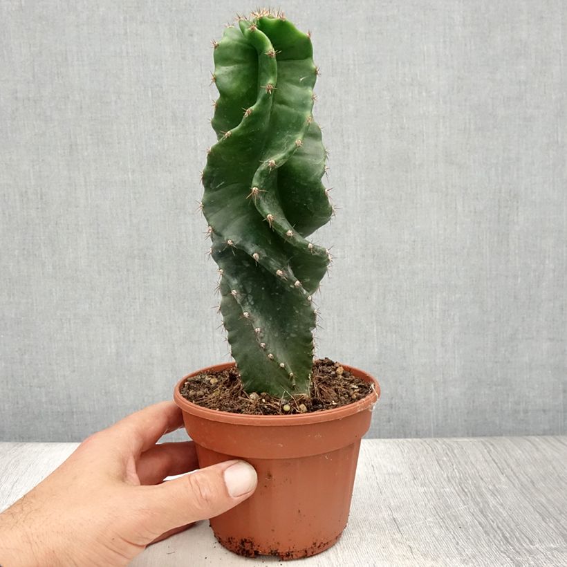 Cereus forbesii Spiralis 12cm pot sample as delivered in summer