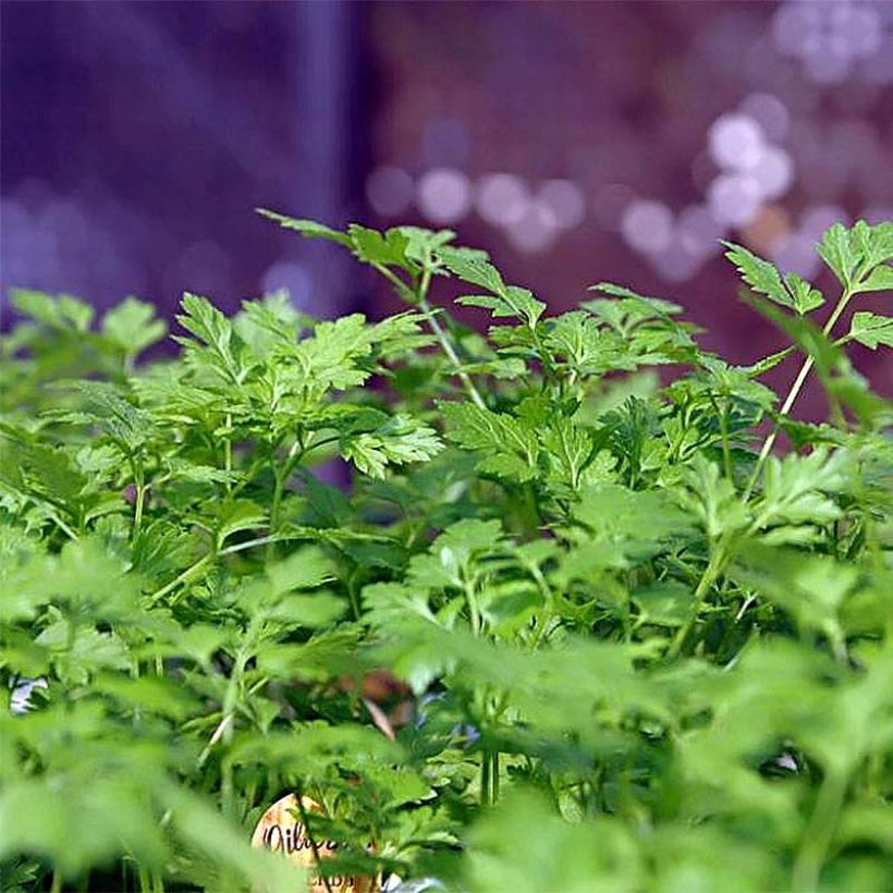 Chervil - French parsley (Foliage)