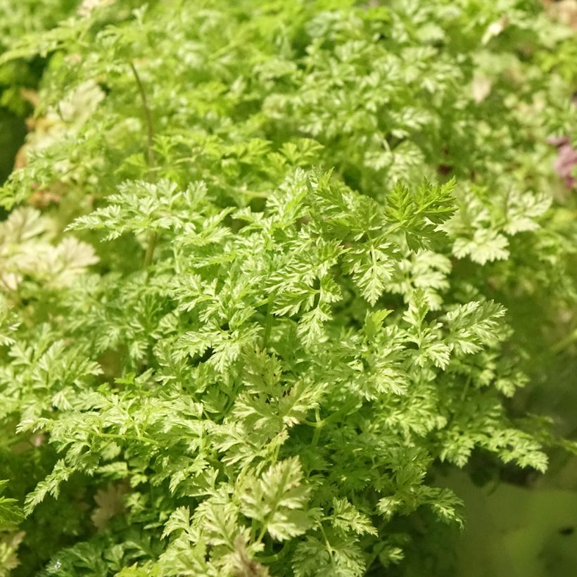 Common chervil in plants - Anthriscus cerefolium (Foliage)