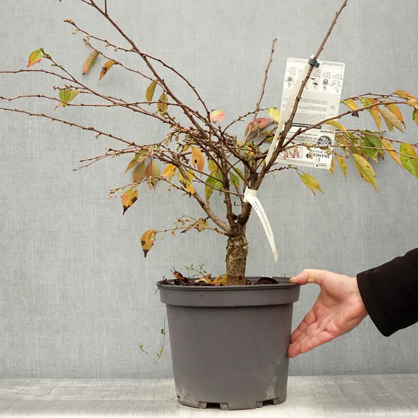Prunus Autumnalis Rosea - Cherry 7.5L/10L pot sample as delivered in autumn