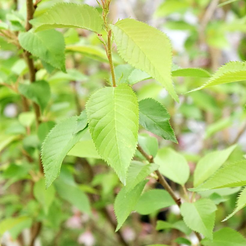 Prunus Autumnalis Rosea - Cherry (Foliage)