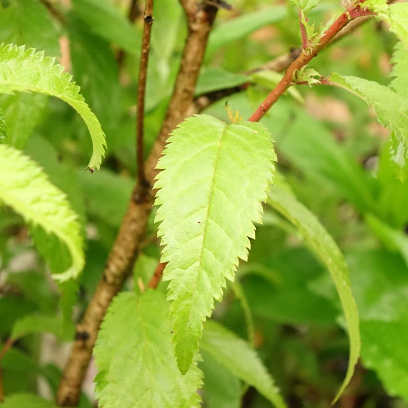 Prunus incisa Oshidori - Cherry (Foliage)