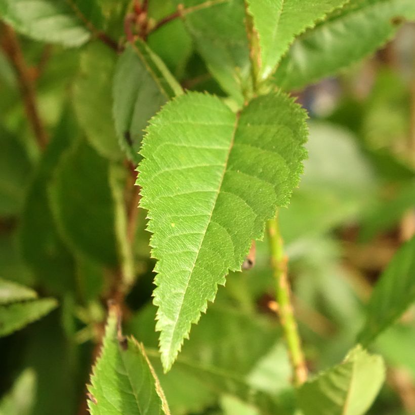 Prunus incisa Paean - Cherry (Foliage)