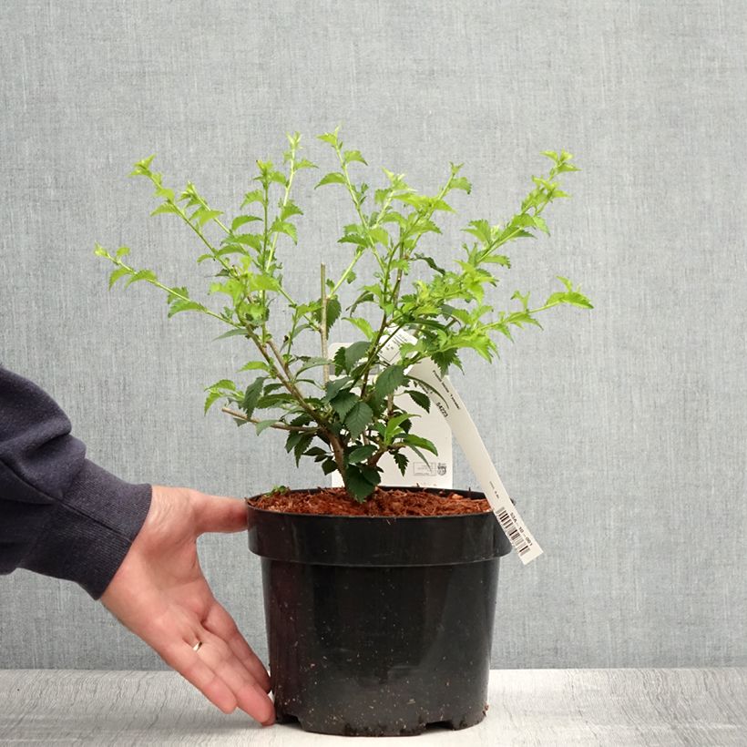 Prunus incisa Yamadei - Cherry 2L/3L potShipped height around 30/40cm sample as delivered in summer