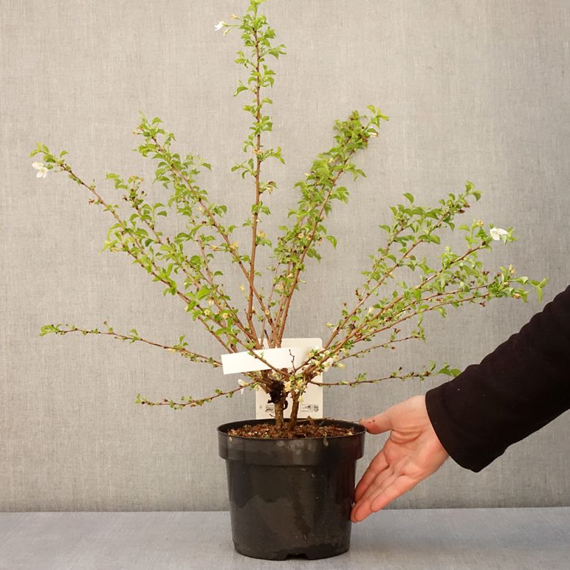 Prunus incisa Yamadei - Cherry 2L/3L potShipped height around 30/40cm sample as delivered in spring