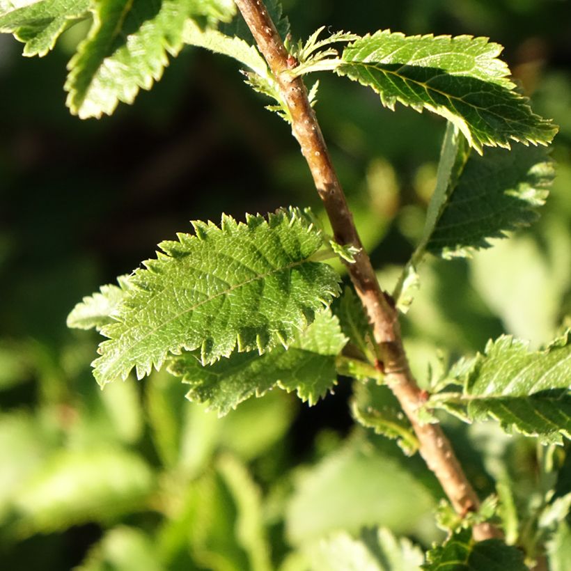 Prunus incisa Yamadei - Cherry (Foliage)