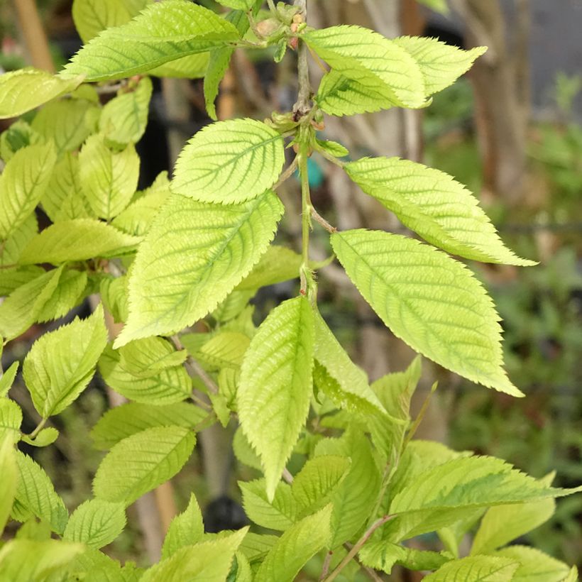 Prunus Frilly Frock (Foliage)