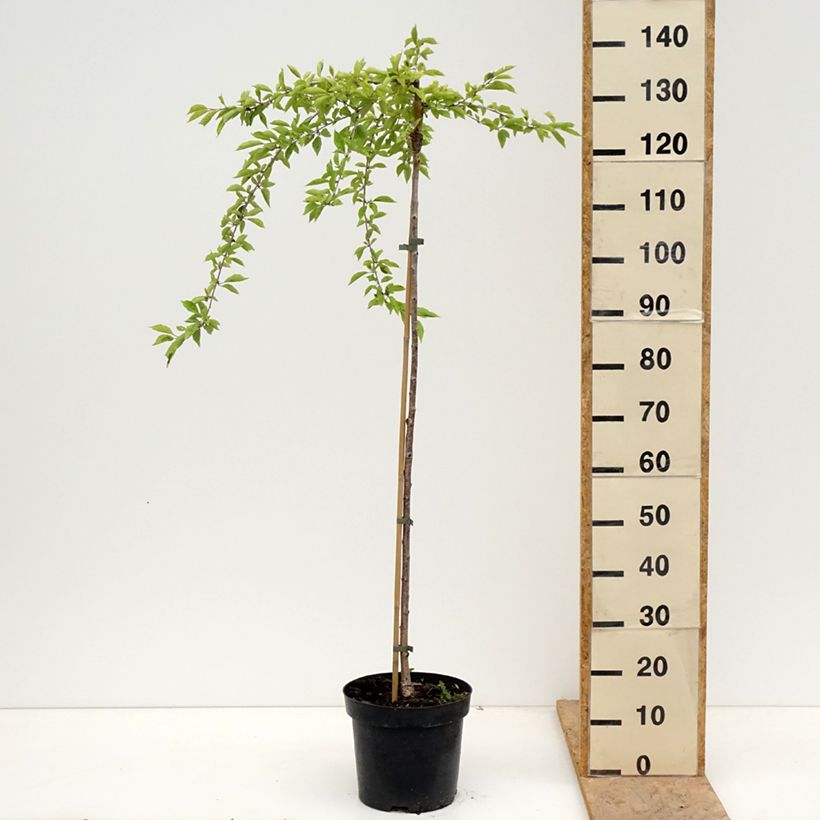 Prunus Frilly Frock 7.5L/10L potShipped height around 120/140cm sample as delivered in spring