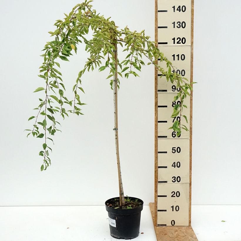 Prunus Frilly Frock 7.5L/10L pot sample as delivered in summer