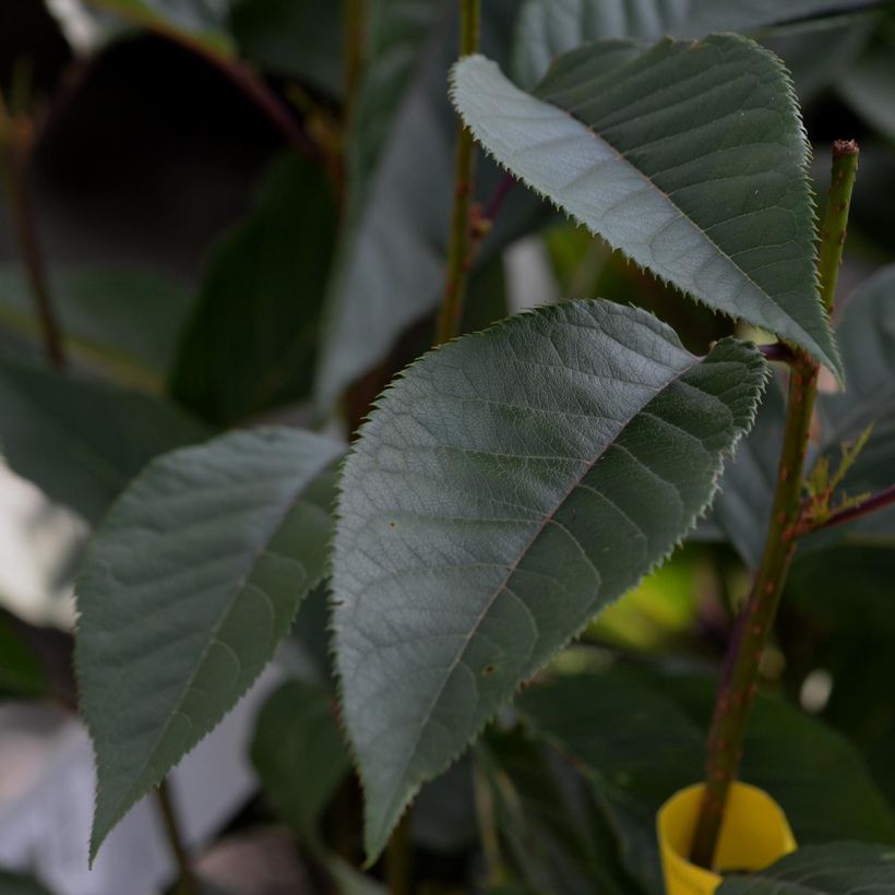 Prunus serrulata Kanzan - Japanese Cherry (Foliage)