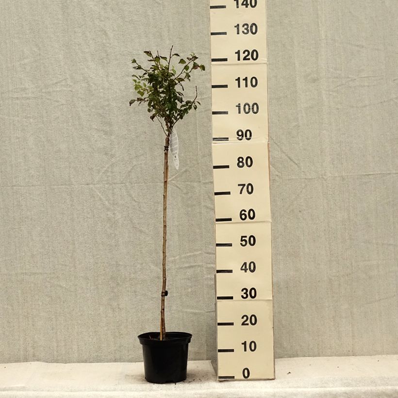 Prunus incisa Kojo-No-Mai - Cherry 4L/5L potShipped height around 70+cm sample as delivered in summer