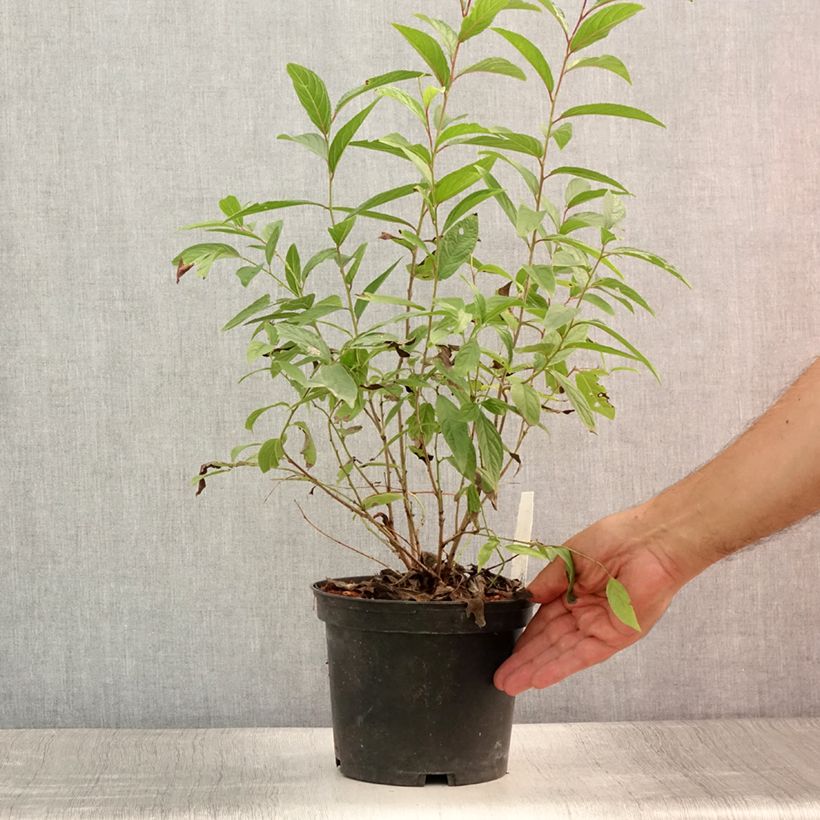Prunus glandulosa Rosea Plena - Dwarf flowering Almond 3L/4L potShipped height around 40/+cm sample as delivered in summer