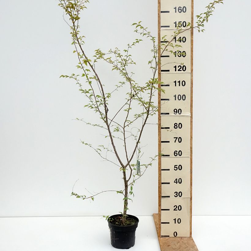 Prunus x subhirtella Hally Jolivette - Autumn Cherry 4L/5L pot sample as delivered in summer