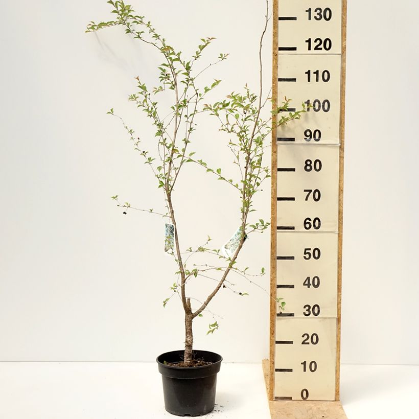 Prunus x subhirtella Hally Jolivette - Autumn Cherry 4L/5L potShipped height around 180/200cm sample as delivered in spring