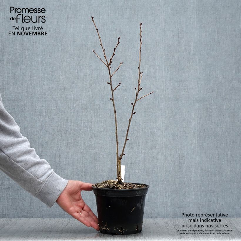 Cerisier ? fleurs - Prunus hillieri Spire Pot de 3L/4L sample as delivered in autumn