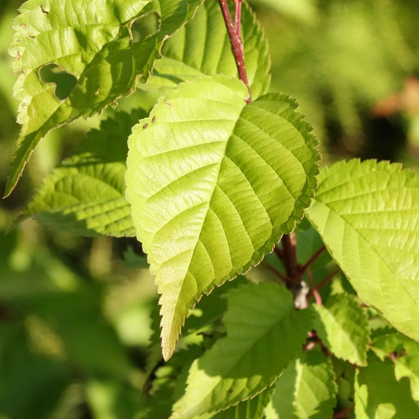Prunus hillieri Spire - Cherry (Foliage)