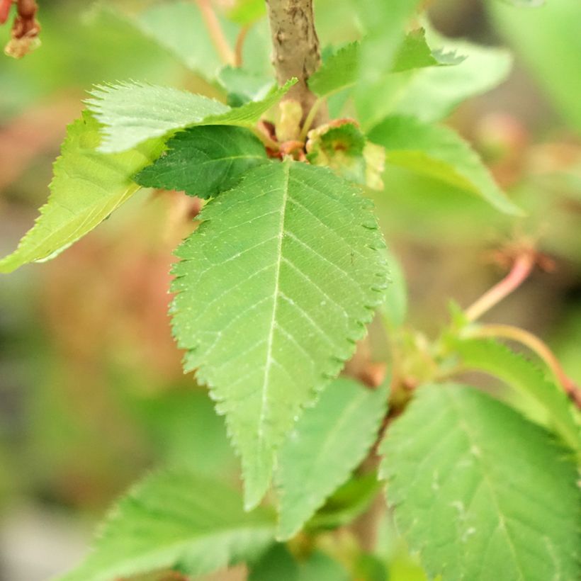 Prunus nipponica var. kurilensis Brillant - Kuril Cherry (Foliage)