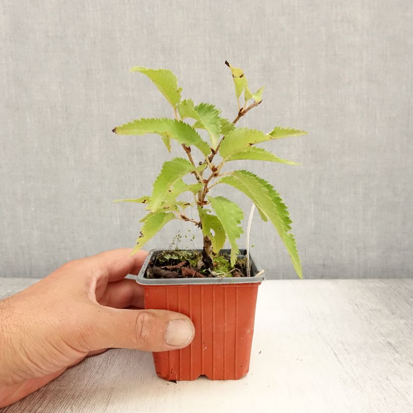 Prunus nipponica var. kurilensis Brillant - Kuril Cherry 8/9 cm pot sample as delivered in summer