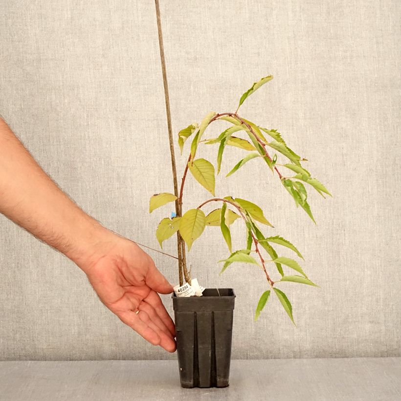 Prunus Pink Cascade - Wheeping Cherry Tree 1L/1.5L pot sample as delivered in summer