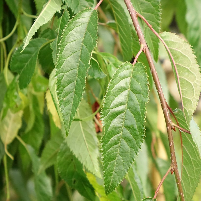 Prunus serrulata Kiku-Shidare-Zakura - Japanese Cherry (Foliage)