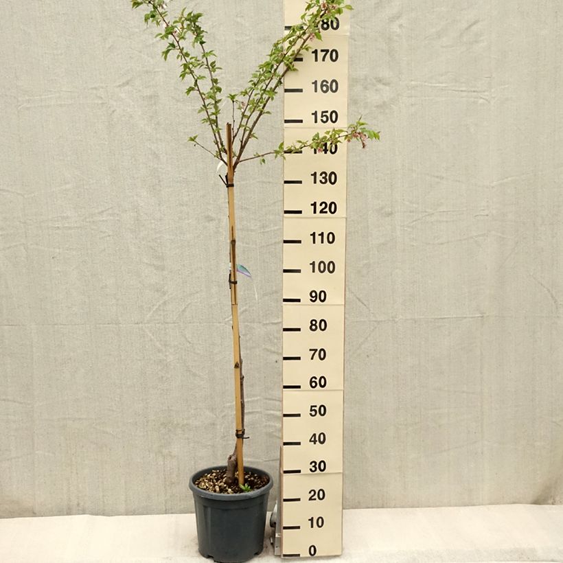 Prunus serrulata Shirofugen - Japanese Cherry sample as delivered in spring
